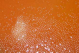 Gawrych Ruda Gawrych Ruda