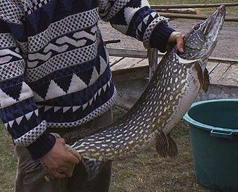 Gawrych Ruda Gawrych Ruda