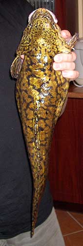 PZW w Suwałkach PZW w Suwałkach