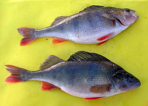 PZW w Suwałkach PZW w Suwałkach