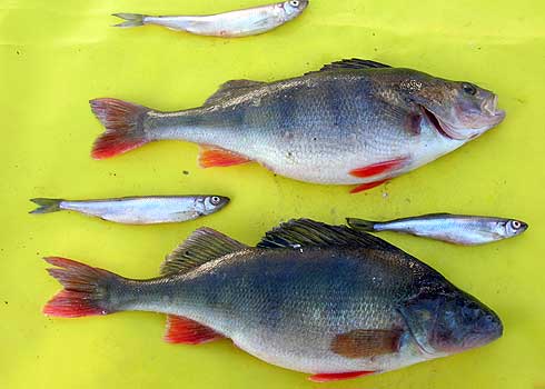 PZW w Suwałkach PZW w Suwałkach