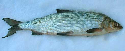 PZW w Suwałkach PZW w Suwałkach