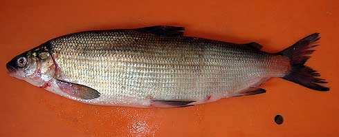 PZW w Suwałkach PZW w Suwałkach