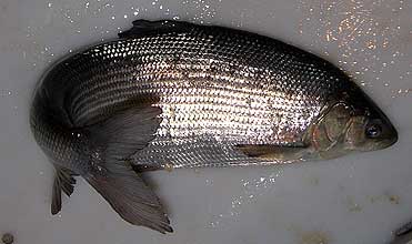 PZW w Suwałkach PZW w Suwałkach