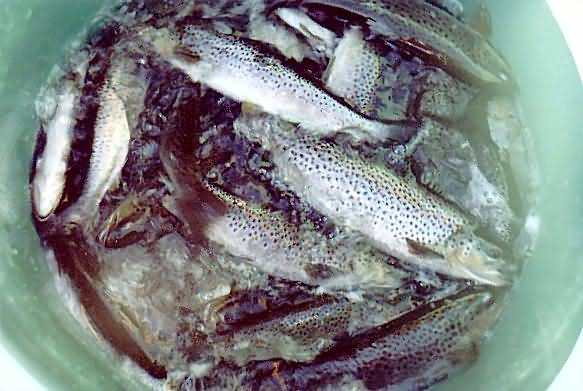 PZW w Suwałkach PZW w Suwałkach